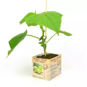 Cucumis sativus