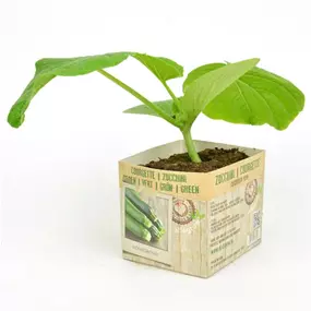 Cucurbita pepo
