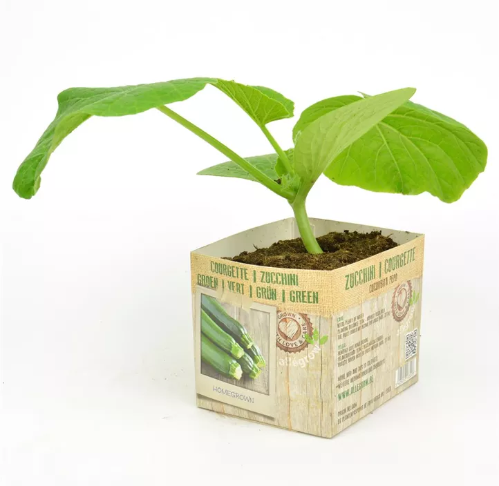 Zucchini