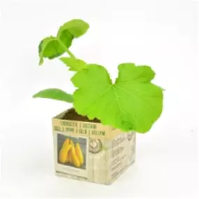 Cucurbita pepo