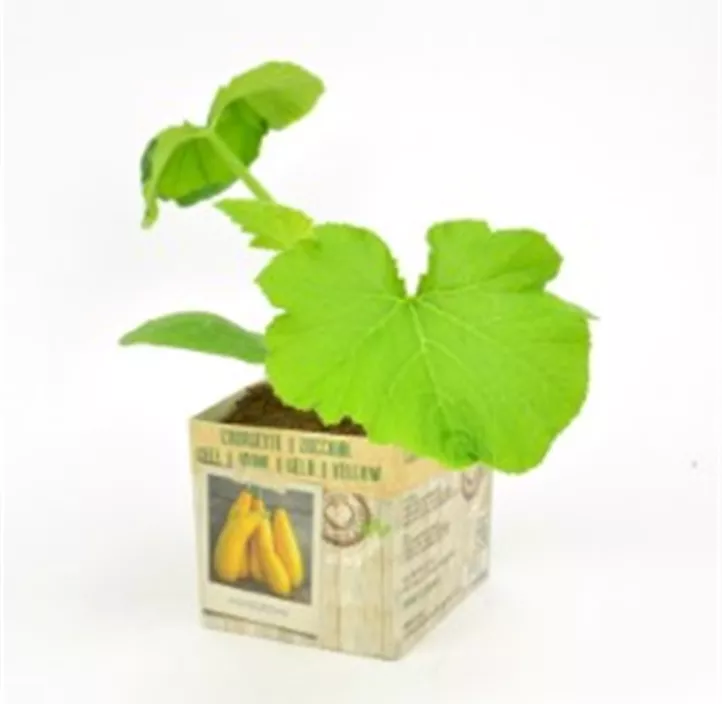 Zucchini gelb