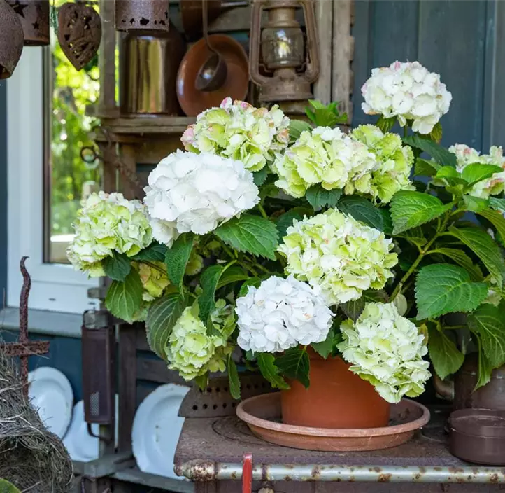 Rispenhortensie 'Unique'