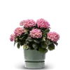 bellaflora Gartencenter GmbH