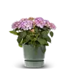 bellaflora Gartencenter GmbH