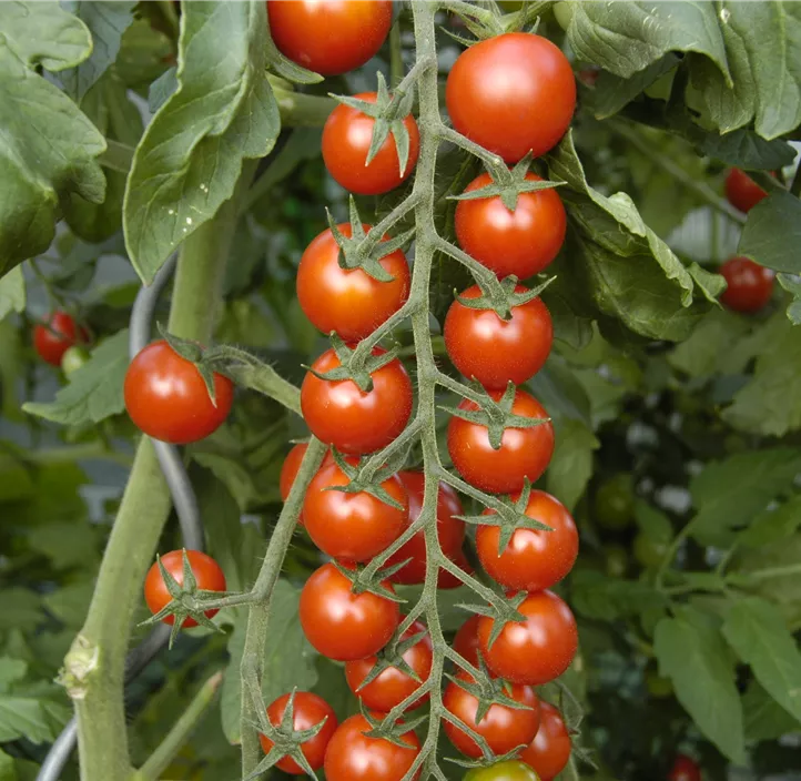 Cherrytomate