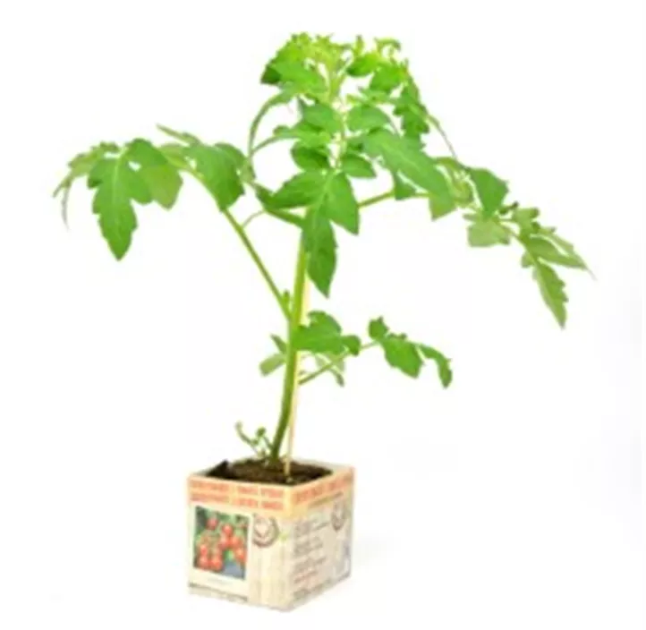 Cherrytomate