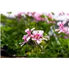 bellaflora Gartencenter GmbH