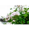 bellaflora Gartencenter GmbH