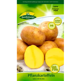 Pflanzkartoffel 'Gala' (festkochend)