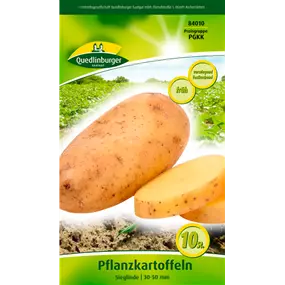 Pflanzkartoffel 'Sieglinde' (festkochend)