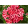 bellaflora Gartencenter GmbH
