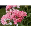 bellaflora Gartencenter GmbH