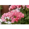 bellaflora Gartencenter GmbH