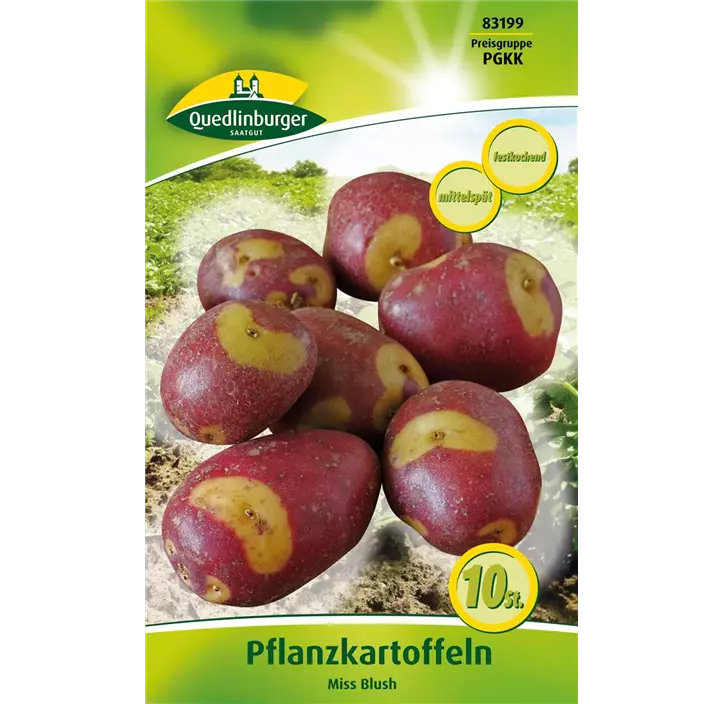 Pflanzkartoffel