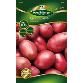 Pflanzkartoffel 'Spezial Red Scarlett' (festkochend)