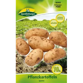 Pflanzkartoffel 'Spunta' (festkochend)