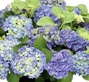 Hydrangea Hype Original