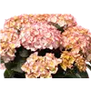 bellaflora Gartencenter GmbH