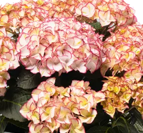 Hydrangea Hype Unique