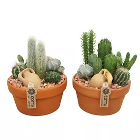 Arrangement 'Kakteen'