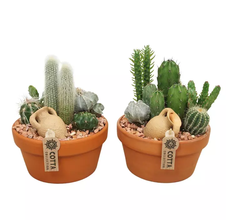 Arrangement 'Kakteen'