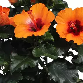 Hibiscus rosa sinensis Petit