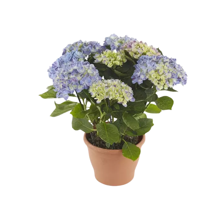 Bauernhortensie