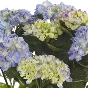 Hydrangea macrophylla 'Campino'