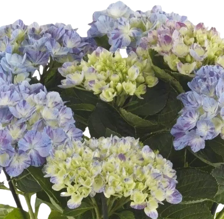 Bauernhortensie