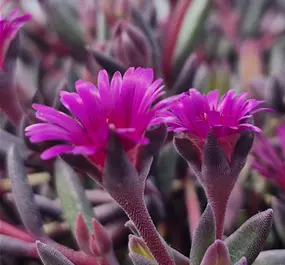 Delosperma cooperi 'Desert Dancers Purple'