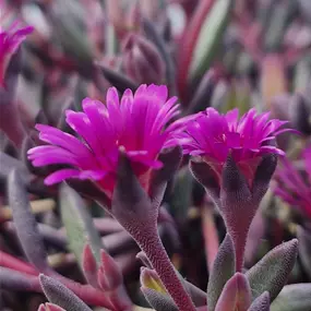 Delosperma cooperi 'Desert Dancers Purple'