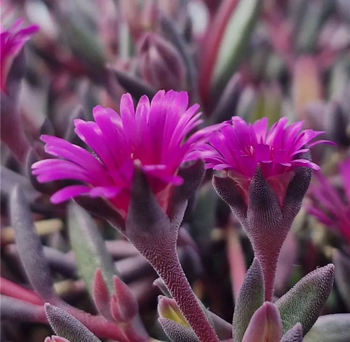Coopers Mittagsblume 'Desert Dancers Purple'