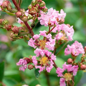 Lagerstroemia 'Lovers Series'