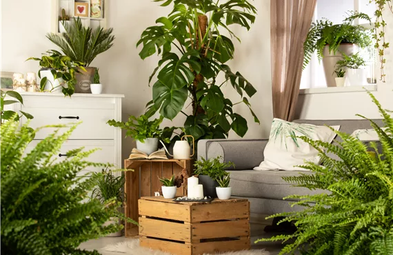 Zimmerambiente mit Sansevieria trifasciata, Monstera, Nephrolepis exaltata Zimmerambiente mit Sansevieria trifasciata, Monstera, Nephrolepis exaltata