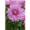 bellaflora Gartencenter GmbH