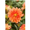 bellaflora Gartencenter GmbH