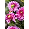 bellaflora Gartencenter GmbH