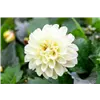 bellaflora Gartencenter GmbH