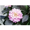 bellaflora Gartencenter GmbH