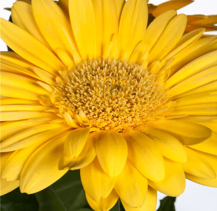 Gerbera
