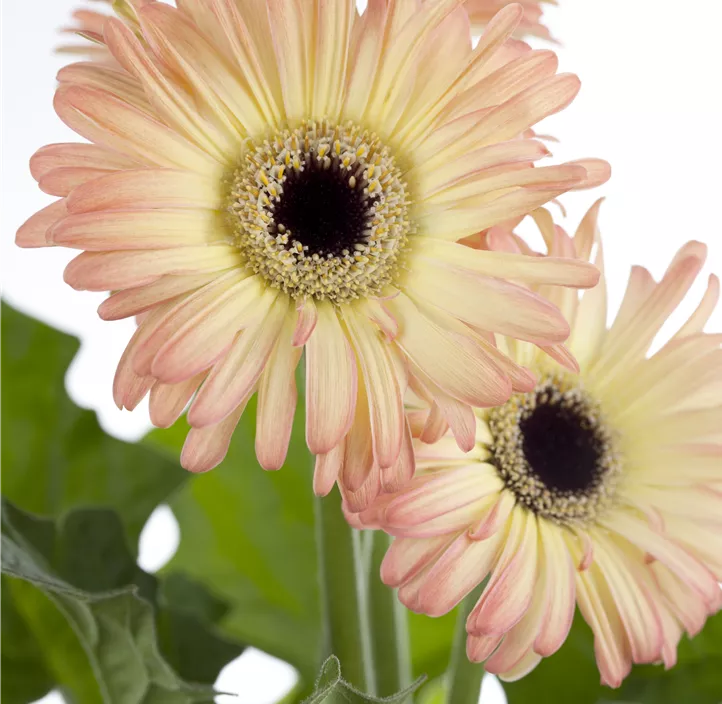 Gerbera