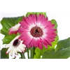 bellaflora Gartencenter GmbH