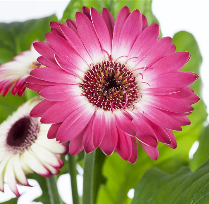 Gerbera