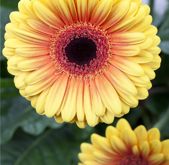 Gerbera