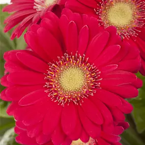 Gerbera Hybride, 12 cm Topf