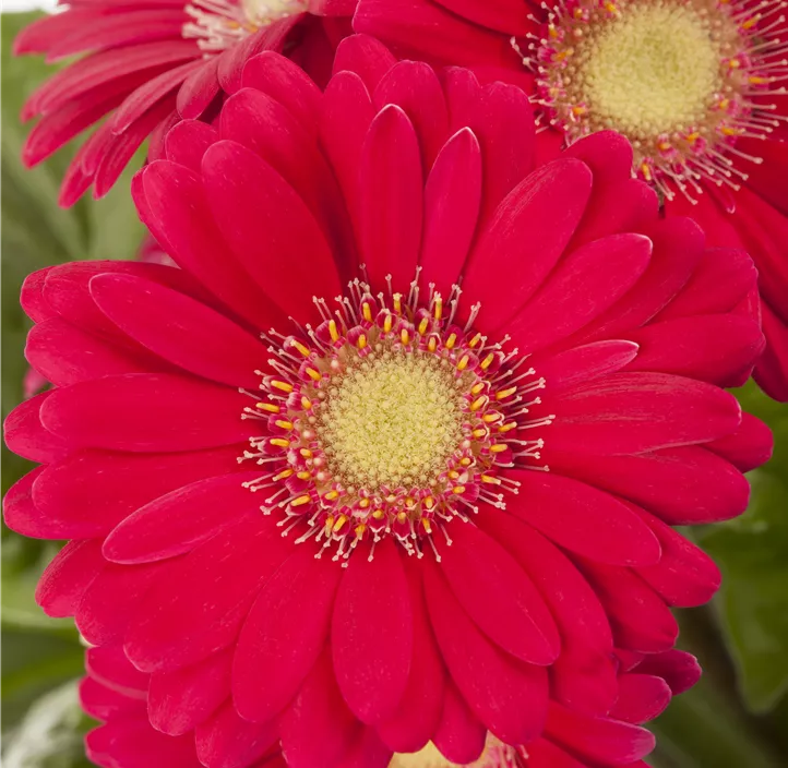 Gerbera