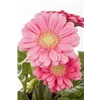 bellaflora Gartencenter GmbH