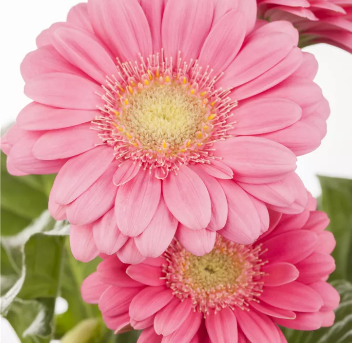 Gerbera