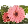bellaflora Gartencenter GmbH
