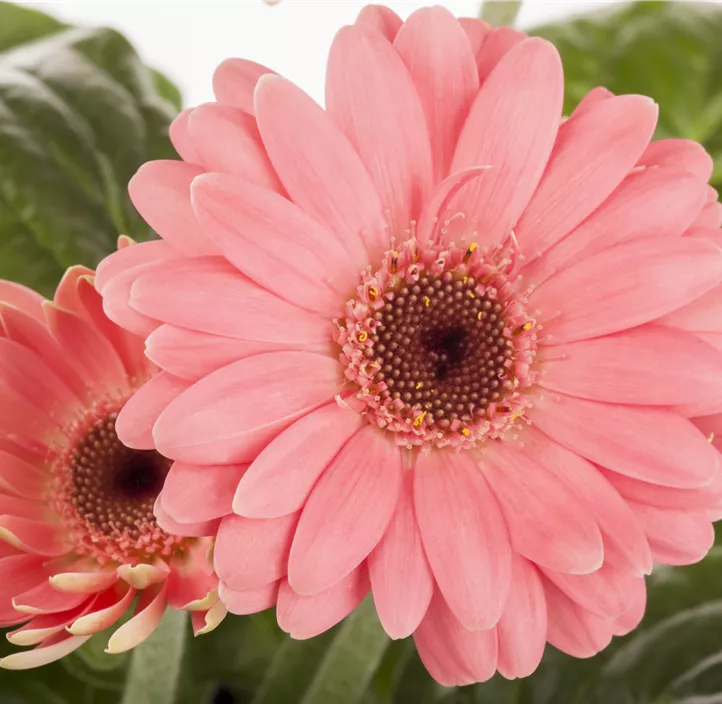 Gerbera
